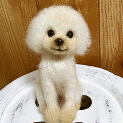愛犬ちゃんそっくり人形(Sサイズ)オーダー作品:マイクロティーカッププードル 7枚目の画像