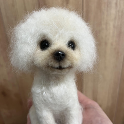 愛犬ちゃんそっくり人形(Sサイズ)オーダー作品:マイクロティーカッププードル 5枚目の画像