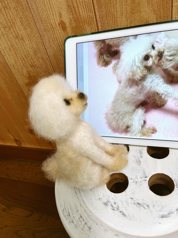 愛犬ちゃんそっくり人形(Sサイズ)オーダー作品:マイクロティーカッププードル 2枚目の画像