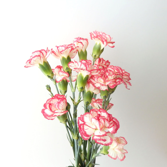 〈母の日限定〉カーネーションのハンカチとコットンハンカチ2枚boxギフト 9枚目の画像