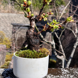 旭山桜 の手のひら盆栽　作家鉢 1枚目の画像