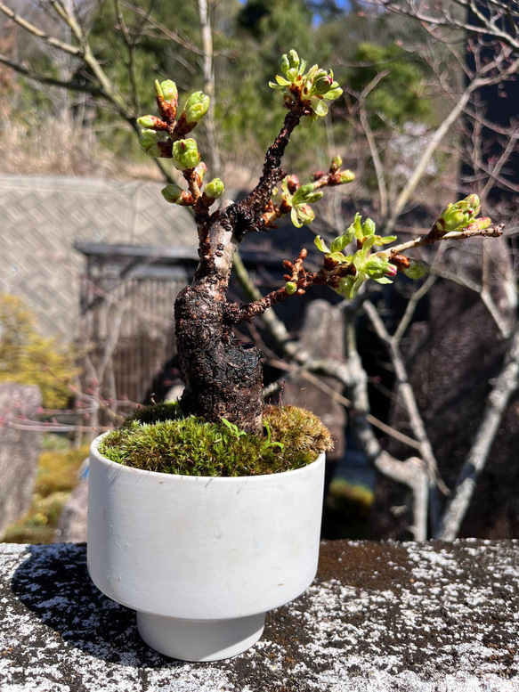 旭山桜 の手のひら盆栽　作家鉢 1枚目の画像