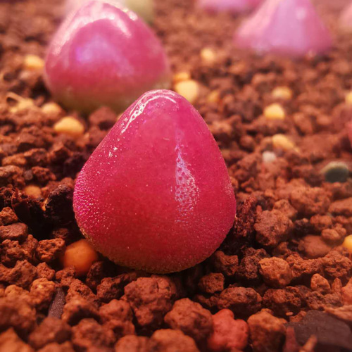 Amazon.co.jp: ブルゲリ 種子 100粒 自家採取 Conophytum
