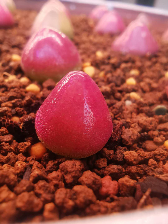 多肉植物 コノフィツム ブルゲリ 種子50粒 多肉植物 GummyBlue