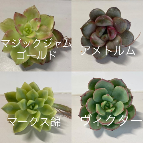 トラディショナルウェザーウエア 多肉植物 アメトルム セット 韓国苗