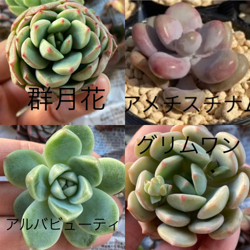 トラディショナルウェザーウエア 多肉植物 アメトルム セット 韓国苗