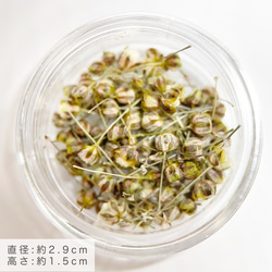 TUBOMI　Aチョコレート　かすみ草　ドライフラワー  蕾　ブラウン　茶系　花材 2枚目の画像