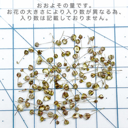 TUBOMI　Aチョコレート　かすみ草　ドライフラワー  蕾　ブラウン　茶系　花材 3枚目の画像