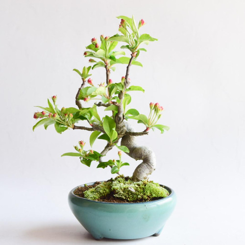 三河盆栽　ロッカクドウヤナギ　盆栽 三河盆栽ロッカクドウヤナギ盆栽