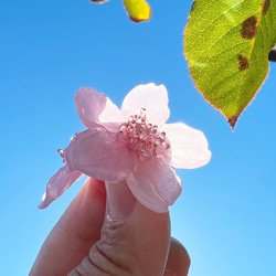 ［ さくら様専用 ］新色Sakura pink本物の桜 ソメイヨシノ/ポニーフック・イヤリング 4枚目の画像