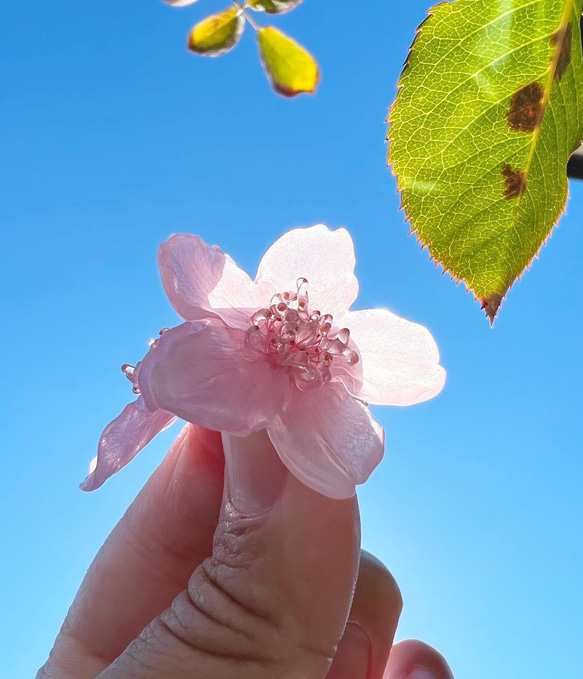 ［ さくら様専用 ］新色Sakura pink本物の桜 ソメイヨシノ/ポニーフック・イヤリング 4枚目の画像