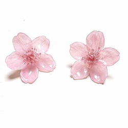 ［ さくら様専用 ］新色Sakura pink本物の桜 ソメイヨシノ/ポニーフック・イヤリング 2枚目の画像