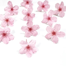［ さくら様専用 ］新色Sakura pink本物の桜 ソメイヨシノ/ポニーフック・イヤリング 8枚目の画像