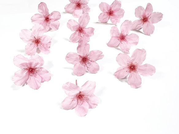 ［ さくら様専用 ］新色Sakura pink本物の桜 ソメイヨシノ/ポニーフック・イヤリング 8枚目の画像