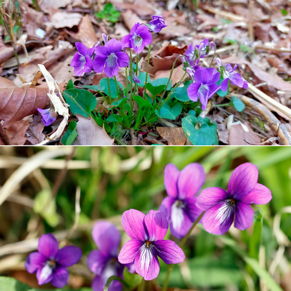 花のカトラリーレスト＊ガラスミニボトル＊スミレ＆ロベリア＆クモマグサ［ID：C06044-1］ 9枚目の画像