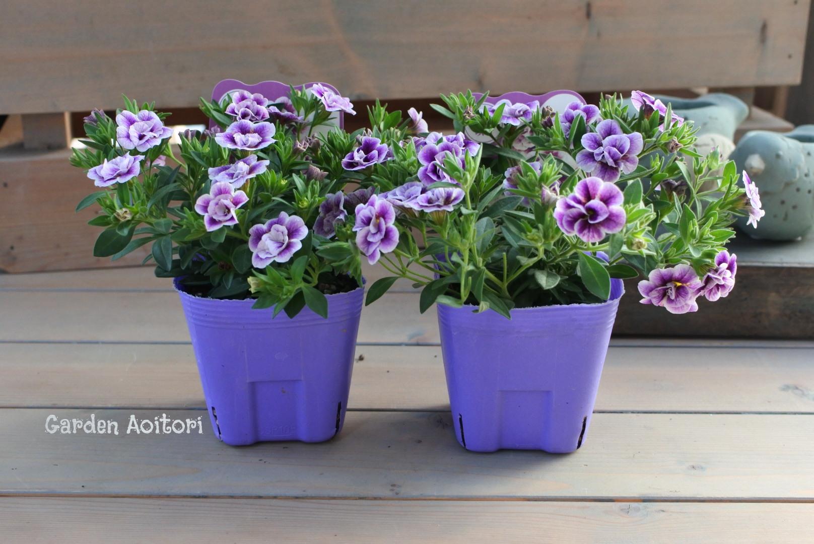 八重咲きカリブラコア*グレープフリル* その他インテリア雑貨 Garden  