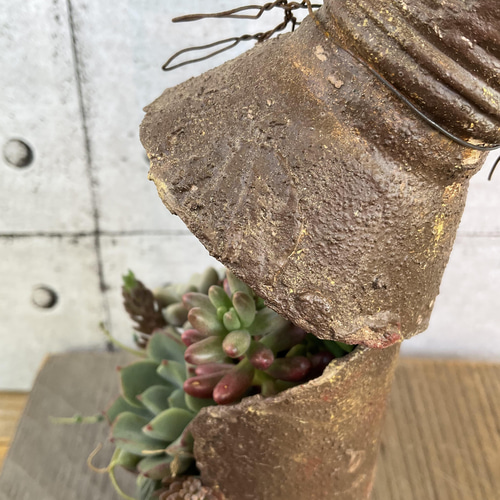 リメイク缶a-22☆多肉植物☺︎︎寄せ植え☺︎︎インテリア 再々々々…販【セダム in ミルク缶＊】∮多肉植物の寄せ植え