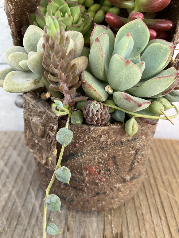 多肉植物 リメイク缶 リメイク鉢 リメ缶リメ鉢 サボテン 多肉寄せ植え 