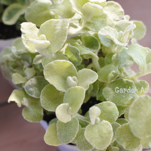 【正規品未開封】ドテラ　ヘリクリサム ヘリクリサム | doTERRA エッセンシャルオイル | doTERRA