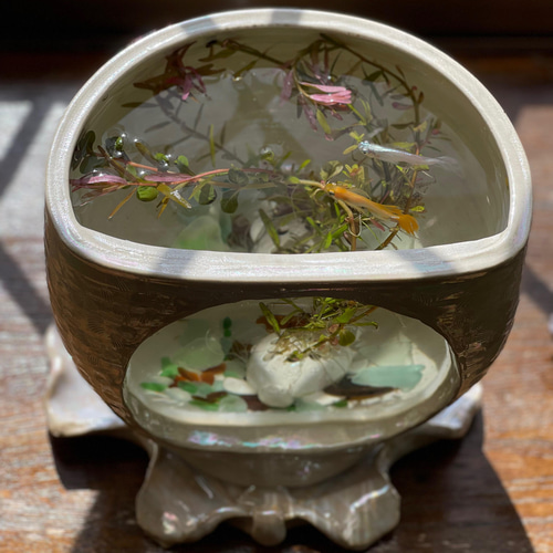 鉢　水漏れ　メダカ　水槽　陶器 山野草の石田精華園 / 【※キズ有の物には割引あり】信楽焼 睡蓮鉢 陶器