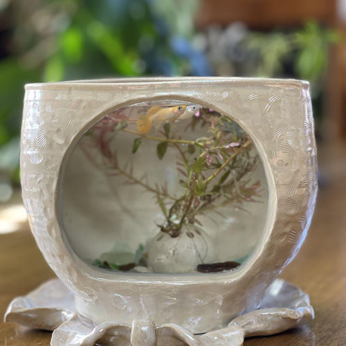 パールカラーが虹色に美しく光る陶器のガラス付きメダカ水槽&シェル