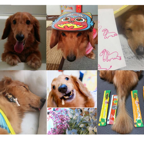 うちの子オーダー2025【オーダー例_ミニチュアダックスフンドてん君