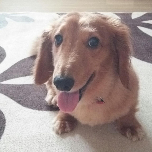 うちの子オーダー2025【オーダー例_ミニチュアダックスフンドてん君