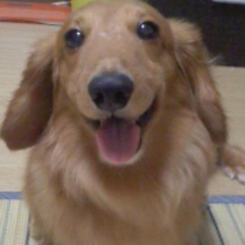 うちの子オーダー2025【オーダー例_ミニチュアダックスフンドてん君