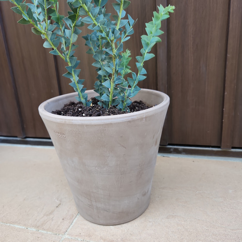 三角の葉が可愛い♪サンカクバアカシア テラコッタ鉢植え 観葉