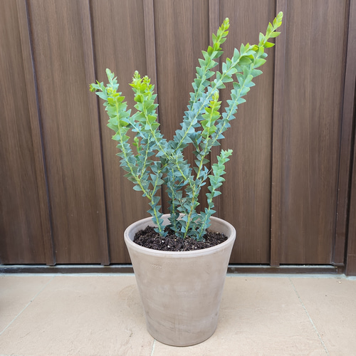 アカシア サンカクバアカシア レンガ風石膏鉢植え 観葉植物