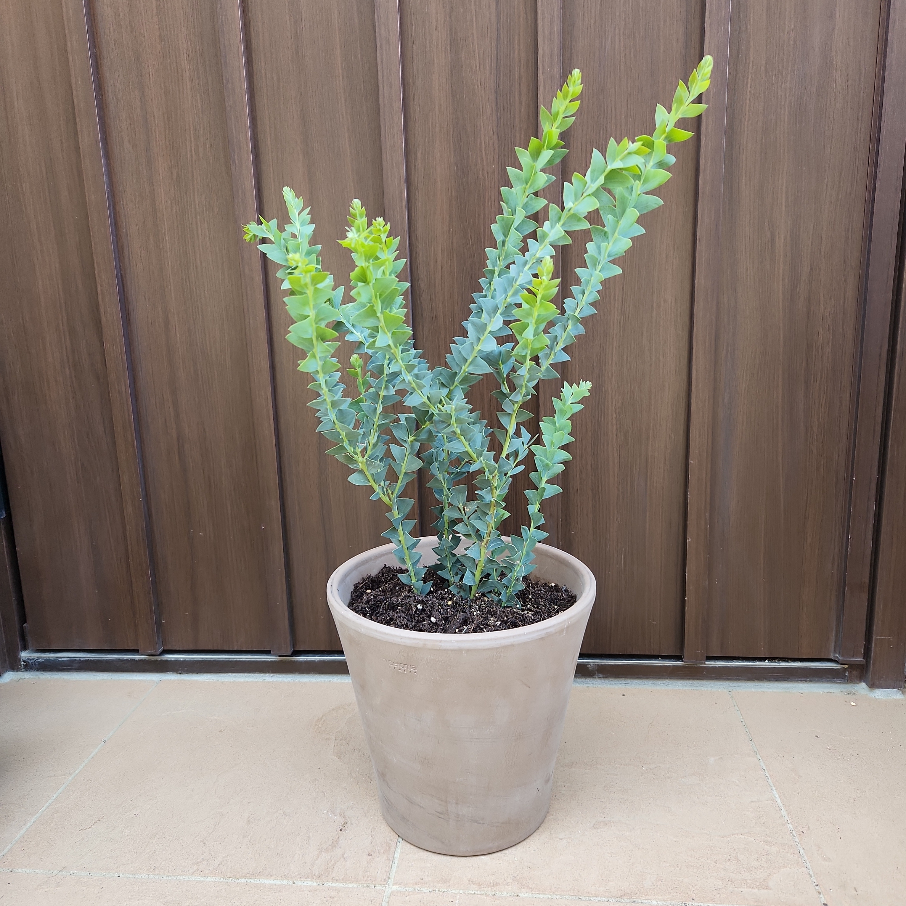 三角の葉が可愛い♪サンカクバアカシア テラコッタ鉢植え 観葉植物