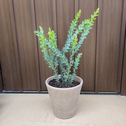 6b035600459aff2091cad4a7a4a0a1