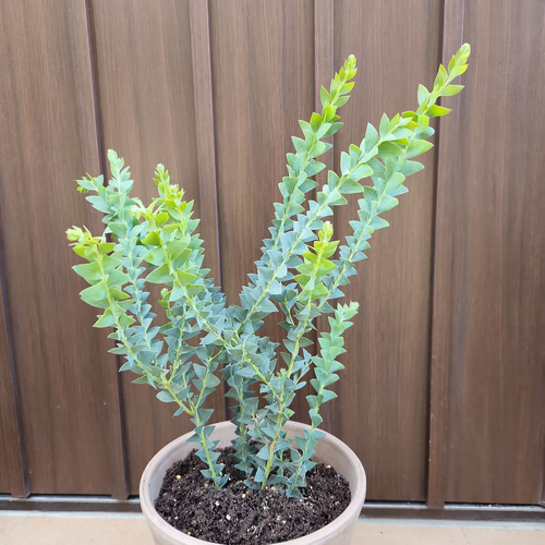 三角の葉が可愛い♪サンカクバアカシア テラコッタ鉢植え 観葉