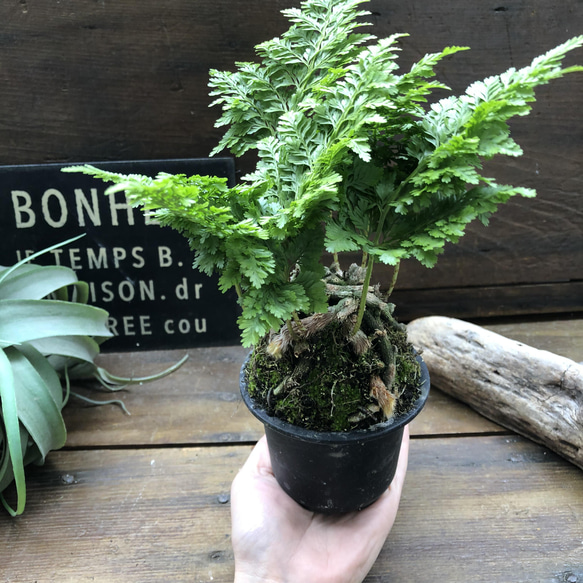 八重シノブ♡盆栽♡癒しの森♡観葉植物♡山野草 9枚目の画像