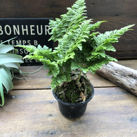 八重シノブ♡盆栽♡癒しの森♡観葉植物♡山野草 13枚目の画像