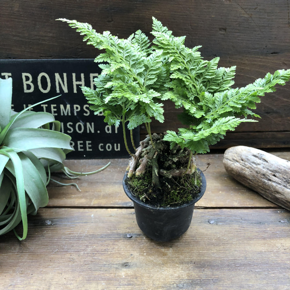 八重シノブ♡盆栽♡癒しの森♡観葉植物♡山野草 2枚目の画像