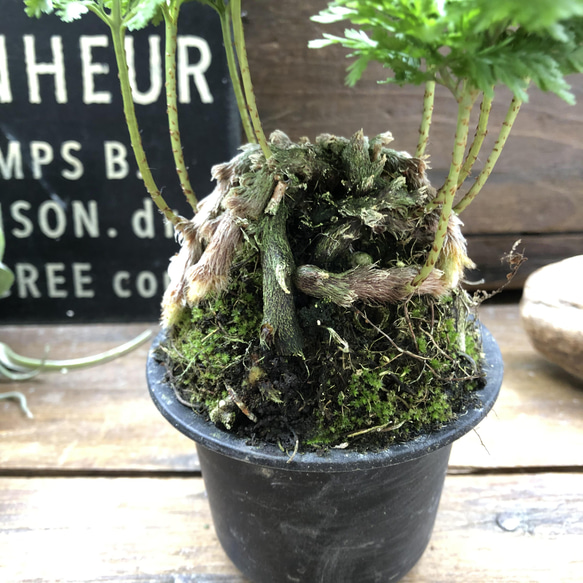 八重シノブ♡盆栽♡癒しの森♡観葉植物♡山野草 8枚目の画像