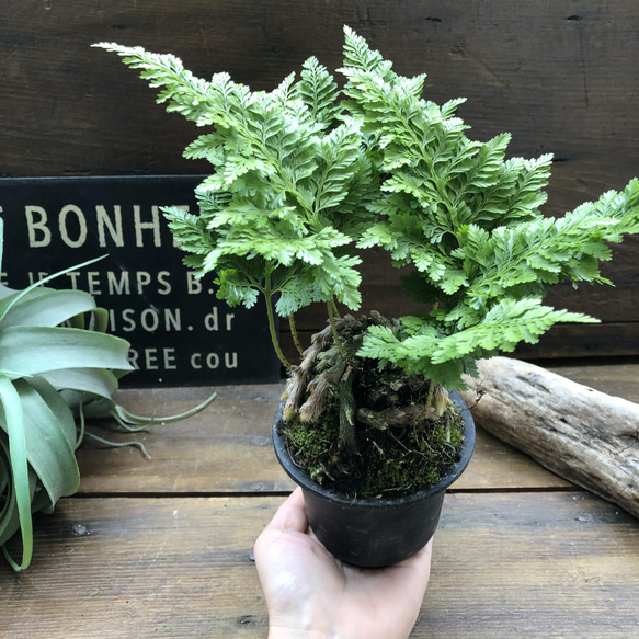 八重シノブ♡盆栽♡癒しの森♡観葉植物♡山野草 3枚目の画像