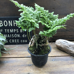 八重シノブ♡盆栽♡癒しの森♡観葉植物♡山野草 5枚目の画像