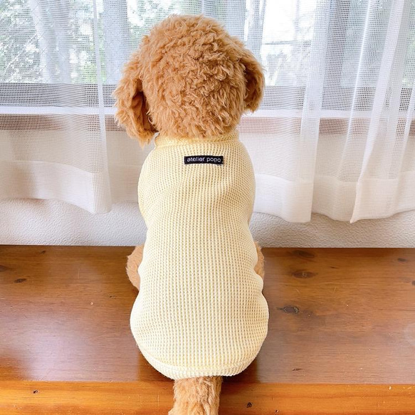 犬服　ワッフルくすみカラーTシャツ　レモンイエロー 7枚目の画像