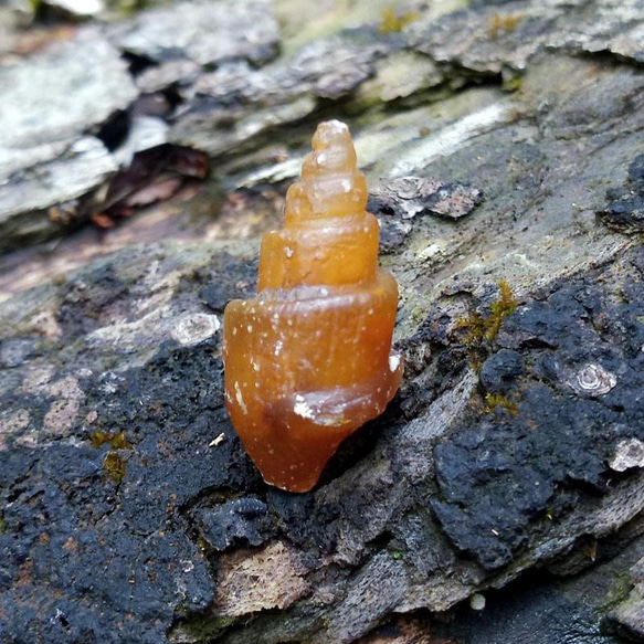 螺旋シェルアゲート◇瑪瑙化巻貝22mm 天然石 HAYSTONE 通販