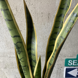 光触媒　人工観葉植物　ウォールグリーン　フェイク　フラワー　サンスベリア 4枚目の画像