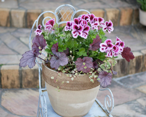 寄せ植え　花✨うずのしゅげ✨ナラフラスペシャル③ 寄せ植え 鉢 ジャンクガーデン 寄せ植え 花苗通販 Garden Frais