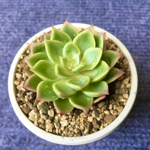 多肉植物！パンジー！ その他インテリア雑貨 小さな多肉屋 通販