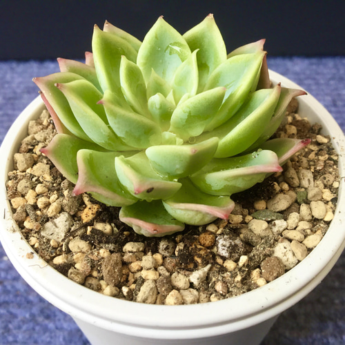 多肉植物！パンジー！ その他インテリア雑貨 小さな多肉屋 通販