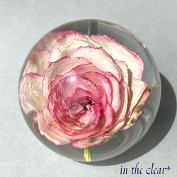 植物標本　薔薇　ピンクの縁取り　6センチ球体 3枚目の画像