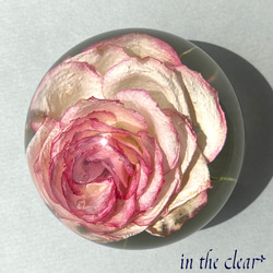 植物標本　薔薇　ピンクの縁取り　6センチ球体 4枚目の画像