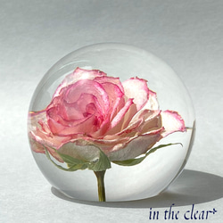 植物標本　薔薇　ピンクの縁取り　6センチ球体 2枚目の画像