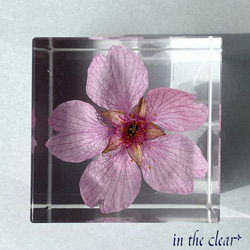 植物標本　河津桜　４センチキューブ 3枚目の画像