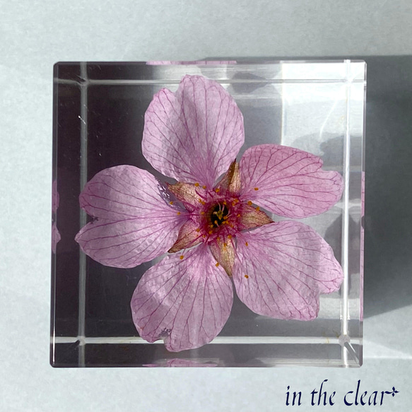 植物標本　河津桜　４センチキューブ 3枚目の画像